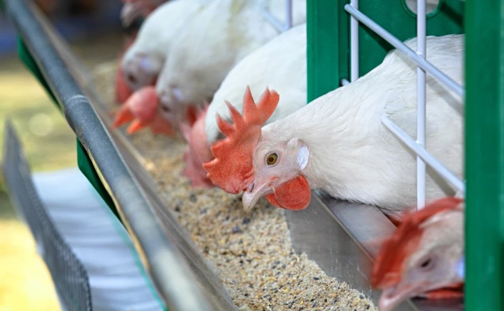Guía para los cuidados de la gallina California White